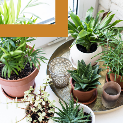 Gardening - Indoors.png